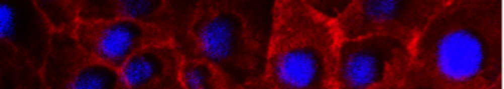 McDowell Lab for nanomedicines